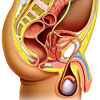 Male urogenital system picture