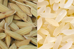 Raw rice and processed white rice