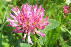 Red clover