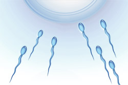 In vitro fertilisation (IVF)