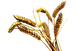 Grains (cereals)