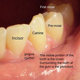Anatomy & Physiology of Teeth