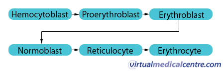 Erythropoesis