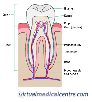 human baby teeth diagram