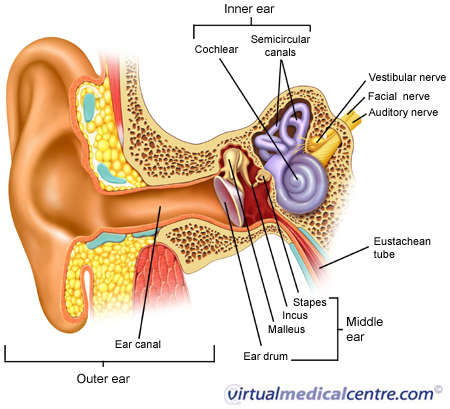 Anatomy of the ear