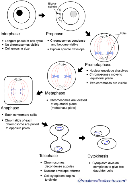 Mitosis