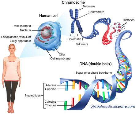 DNA